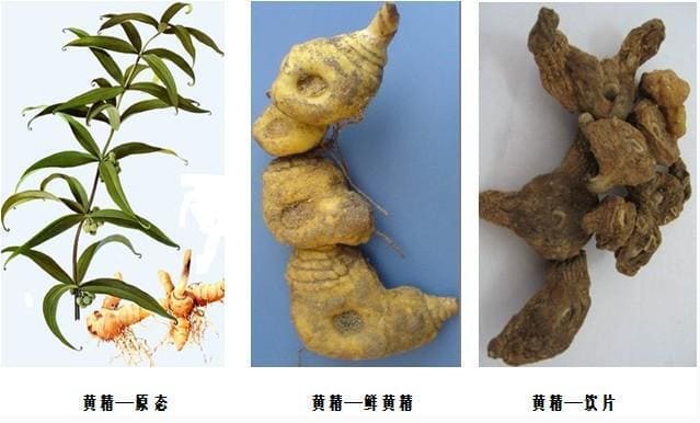 黄精4.jpg